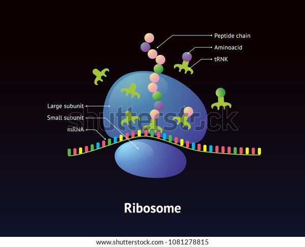 Ribosome Protein Synthesis Detailed Diagram Mrnk Stock Vector (Royalty ...