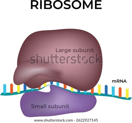 Ribosome The Protein Synthesis Machine Design Vector Illustration