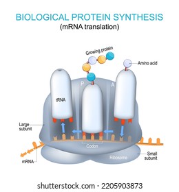 estructura ribosómica y anatomía. síntesis biológica de proteínas. Traducción de ARNm y síntesis de proteínas por un ribosoma. la diferencia entre mRNA y tRNA. Afiche de vectores para la educación 