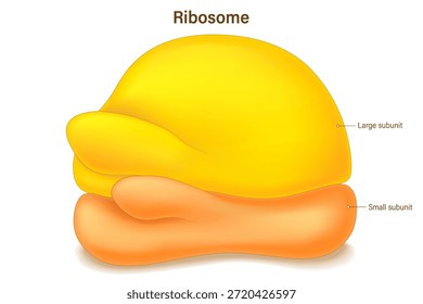 Ribosome structure. Anatomy of ribosome. Large subunit and Small subunit. Protein factories in the cell.