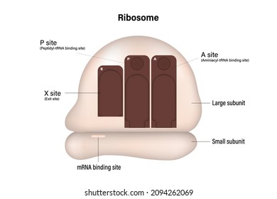 Ribosome structure. Ribosome has an mRNA binding site and three tRNA binding sites.