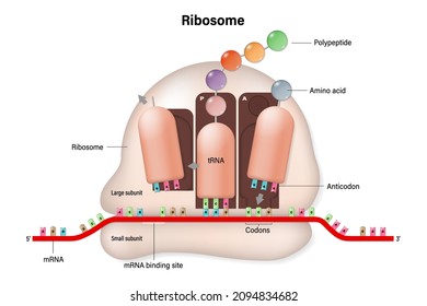 simple trna anticodon