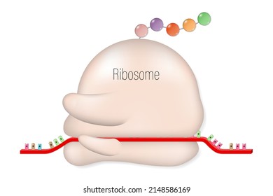 Ribosome structure. Translation. Polypeptide. mRNA. tRNA. 