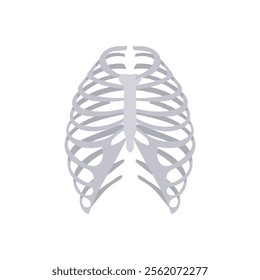 Ribs, Human Body Part Illustration