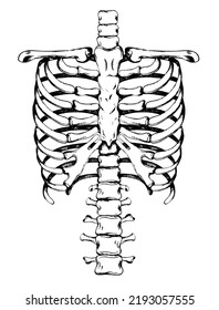 The ribs and spine of a human skeleton are hand-drawn. Vector illustration.