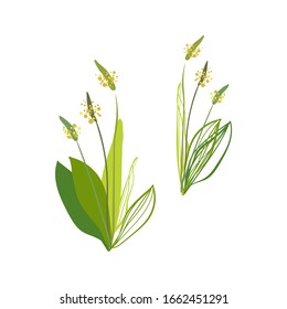 Ribwort Plantain vector colorful isolated plant herb wild design elements
