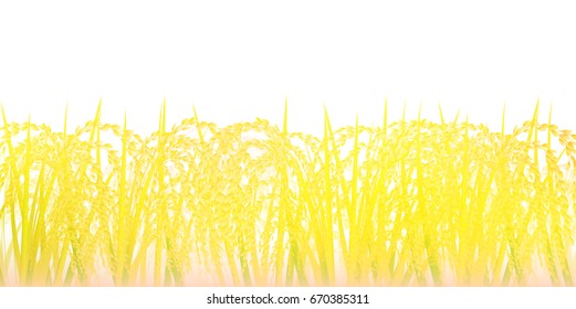 Rice autumn landscape background