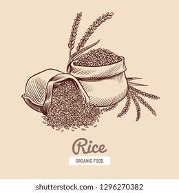 Rice background. Hand drawn bowl with rice grains and ears. Japanese food vector concept