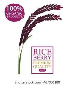 Rice berry. Vector illustration.