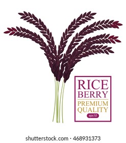 Rice berry. Vector illustration.