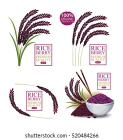 Rice berry. Vector illustration.