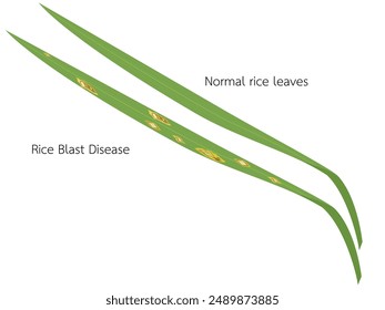 Rice Blast Disease that is spreading