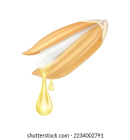 Rice bran oil dripping from paddy ear rice seed close up realistic. Vegetarian organic ingredient for cooking. Oil drop extract shiny golden yellow 3D isolated on white background. Vector EPS10.