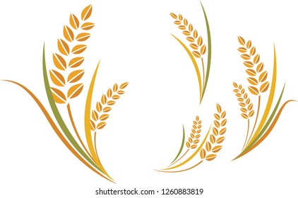 Rice, Rice Branch Vector Illustration