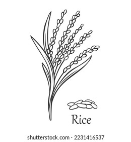 Rice cereal crop outline icon vector illustration. Line hand drawing grain plant with leaf, stalk and seeds in panicle, fresh organic farm harvest of agriculture paddy field and Rice lettering