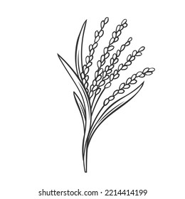 Rice cereal crop plant, outline icon vector illustration. Line hand drawing grain plant with leaf, stalk and seeds