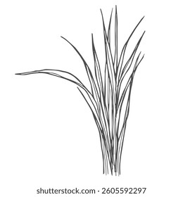 Rice cereal crop plant, outline icon vector illustration. Line hand drawing grain plant with leaf, stalk and seeds