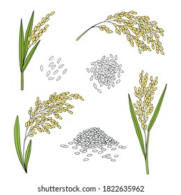 Rice. Cereal ears, grain. Agriculture plant. Hand drawn vector sketch illustration.  