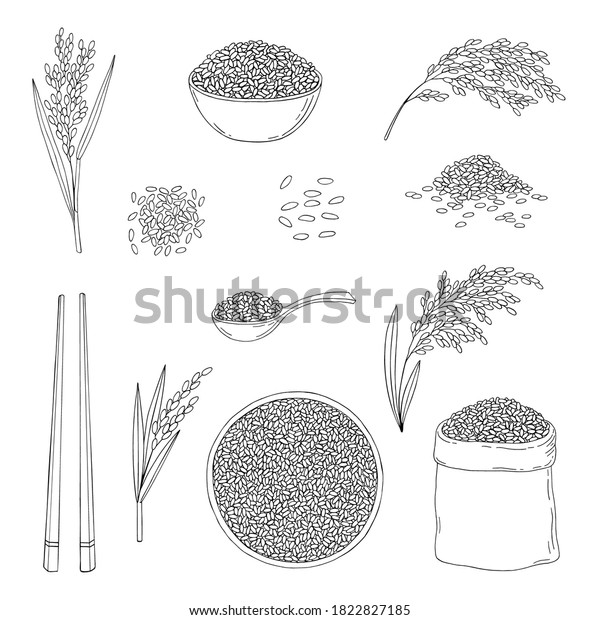 Rice. Cereal\
ears, grain in sack, chopsticks, wooden spoon, rice in bowl. Hand\
drawn vector sketch illustration. \
