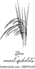 Rice cereal spikelets. Sketchy hand-drawn vector illustration.