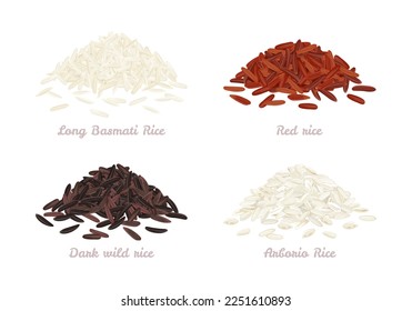 Rice of different types. Heap of grains of red rice, long basmati rice, dark wild rice and arborio. Vector cartoon illustration.