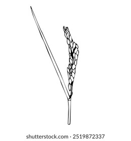 Rice ear in doodle style. Vector illustration isolated on white background.