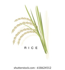 Rice Ear, Infographic Illustration With Realistic Cereal Crop Plant And Its Name