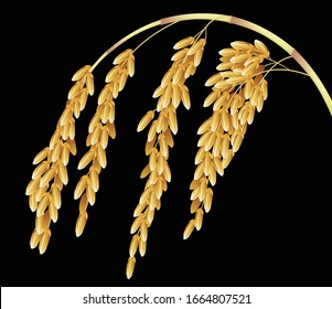 Rice Ear isolated on black background graphic vector