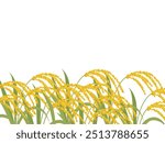 Rice ears background vector illustration