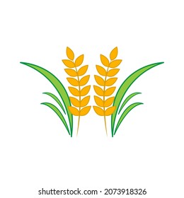 Rice ears and grain with harvest and agriculture symbols vector illustration