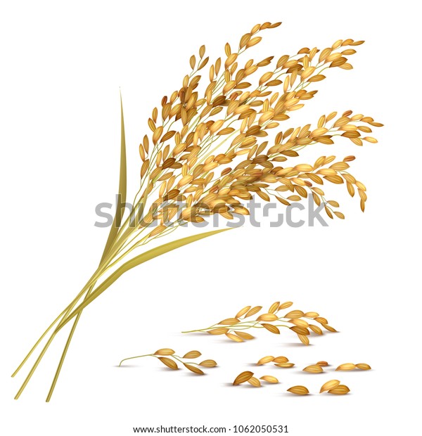 稲穂と穀物の収穫と農業のシンボルのリアルなベクターイラスト のベクター画像素材 ロイヤリティフリー