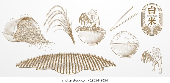 Rice farming elements designed in vintage engraving style, isolated on white background.