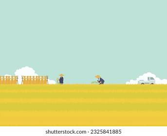 Rice field in autumn. Japanese farmer.