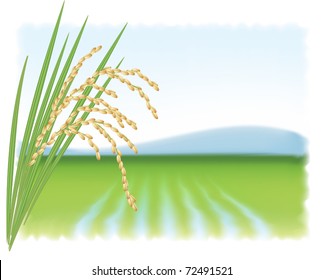 Rice field and a branch of ripe rice (Oryza sativa). Vector illustration.