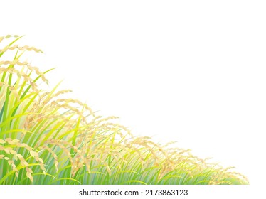 The rice field isolated on the white background