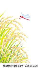 Rice field, isolated on the white background.