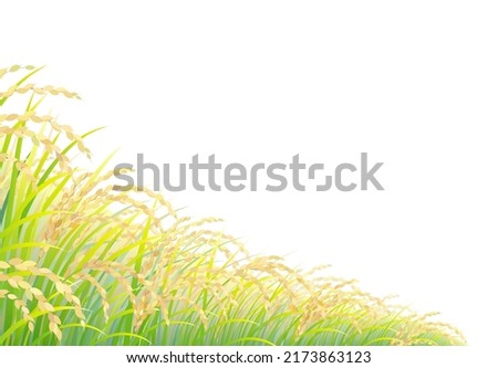 The rice field isolated on the white background ストックフォト © 