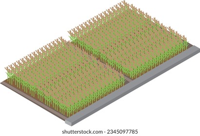 Rice field near harvest isometric