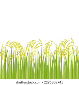 The rice field on white background vector. Rice plant agriculture background illustration. Stock vector illustration of rice field, paddy. Cartoon nature concept.