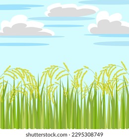 The rice field on white background vector. Rice plant agriculture background illustration. Stock vector illustration of rice field, paddy. Cartoon nature concept.