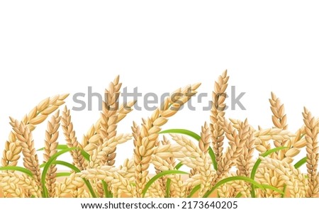 Rice field, realistic ears of a rice on transparent background,