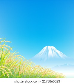 The rice field under the blue sky