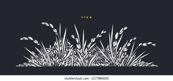 Rice field. White wild grain. Vector paddy on black background. Organic food, aroma meal, vegan milk