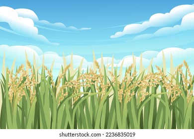 Rice fields agriculture plantation vector illustration countryside landscape background