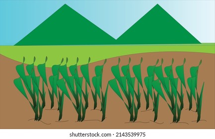 rice fields planted with rice with views of green grass, high mountains and blue skies