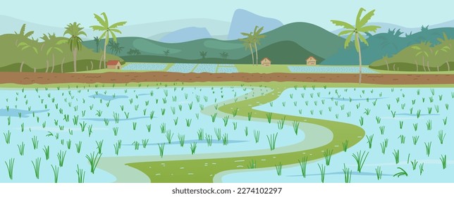 Rice fields scenery with no people vector illustration. Rice plantations. Landscape with paddy fields, palms, hills and huts. 