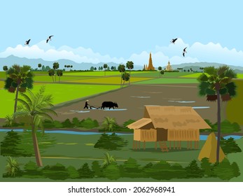 Rice fields in Thailand. Farmers' houses in green fields. Farmers plowing fields with sugar palm trees, rice fields, mountains, Buddhist temples and sky as the background.