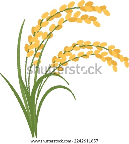 Rice, the fruit of which is rice, is widely used as a staple food and is cultivated in paddy fields and fields.