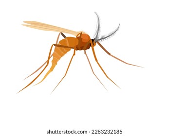 rice gall midge or Orseolia oryzae on white background.