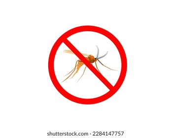 rice gall midge or Orseolia oryzae on white background.